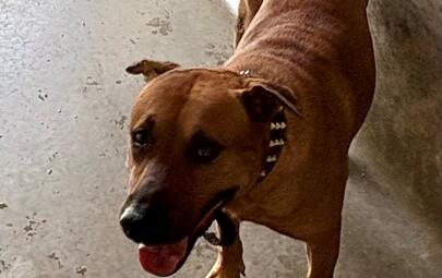 Found Medium Mixed Breed