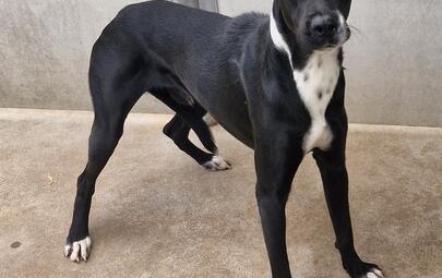 Found Mixed Breed Dog