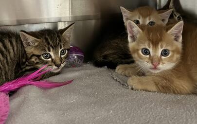 Found Ginger & Tabby Kittens