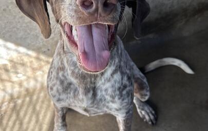Found German Shorthair Pointer