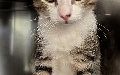 Found Tabby & White Kitten