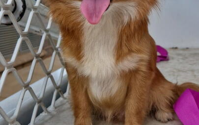 Pomeranian type