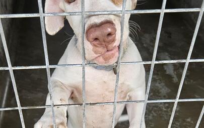 Found white and tan dog