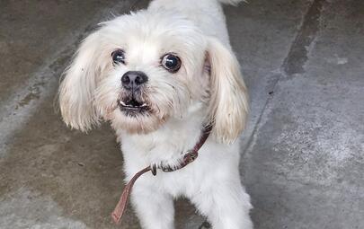 Found white maltese x