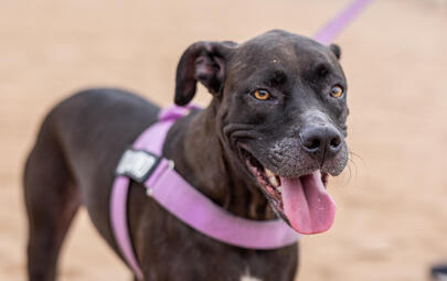 Don’t bite, be polite - free pet parent workshops 