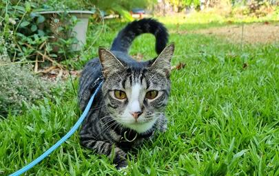 Residents of Darwin are required to renew their dog and cat registrations by Sunday 1 September.