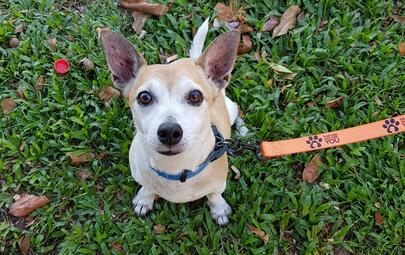 City of Darwin is inviting Darwin dog owners to Barking Matters, a free one-hour workshop designed to help owners better understand barking behaviour and learn practical ways to work with their dogs.