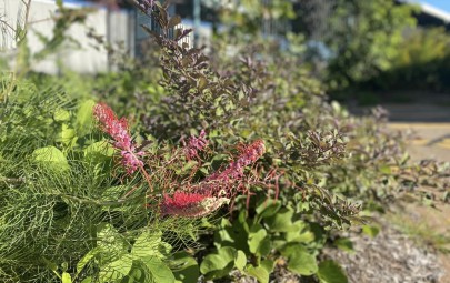 image of Territory Native Plants