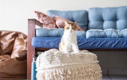 Cat Tracking Program results drive desexing push in key suburbs 