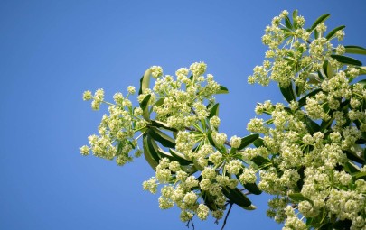 Alstonia shutterstock - native plant