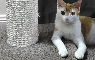 City of Darwin has desexed 60 cats in suburbs with the highest rates of roaming cats and impoundments, helping prevent future population growth and supporting efforts to protect local wildlife.