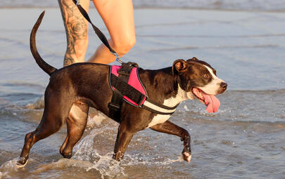 happy dog