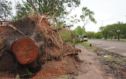 Community safety alert – parks remain closed due to tree fall risk