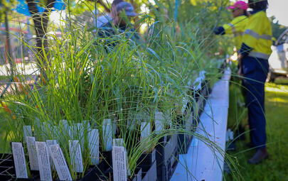 Darwin residents have the chance to snap up some free native plants thanks to City of Darwin’s popular native plant giveaway program