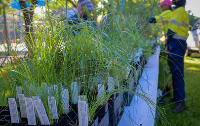 City of Darwin will hold the last native plant giveaway for the year this Saturday 9 November 2024 at Alawa Oval in Alawa