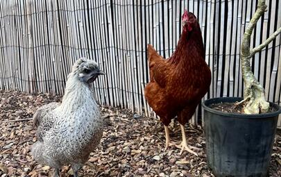 From Wednesday 2 October 2024, the grace period for Darwin households to make alternative arrangements in order to comply with limits of two roosters and 20 chickens per household will cease