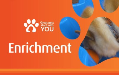 Enrichment for dogs