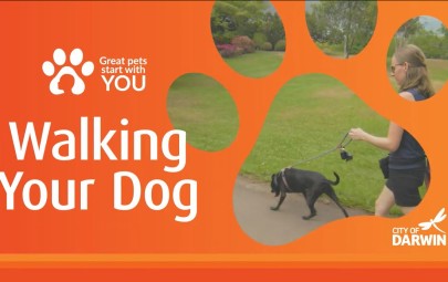 Dog on leash