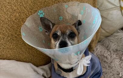 dog on couch after desexing surgery
