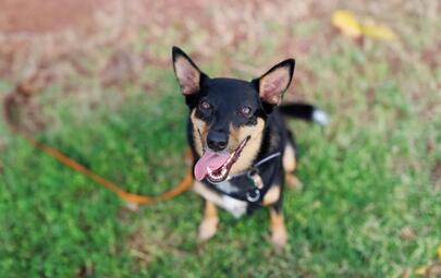 City of Darwin has partnered with Pawsitive K9 Behaviour to deliver a series of workshops to help residents better understand the needs of their pets and correct nuisance behaviours