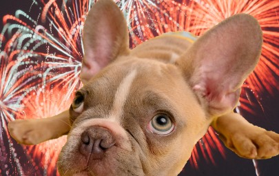 Dogs and fireworks