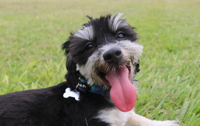 Smiling happy dog lying in grass