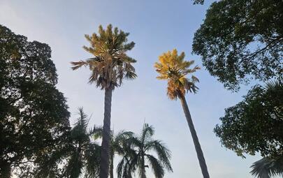 gebang Palms