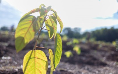 Planting