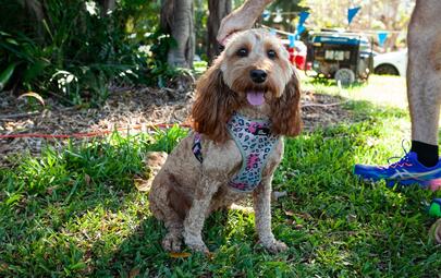 City of Darwin is reminding pet owners that annual animal registration renewals are due soon, with all dogs and cats required to be registered by 1 September 2026