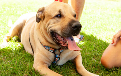 City of Darwin is helping residents strengthen the bond with their pets through a series of free behaviour workshops 
