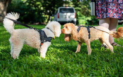 Coffee Sessions – Let’s talk about pets 