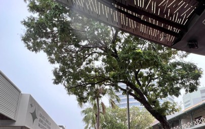 Tree removal Smith Street Mall