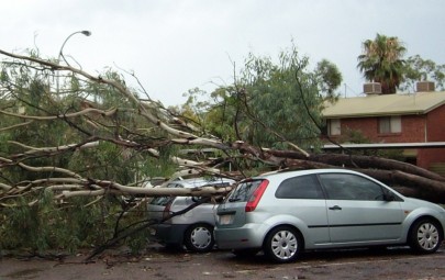 image of tree fallen on cars