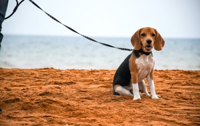 Dog on leash at the beach