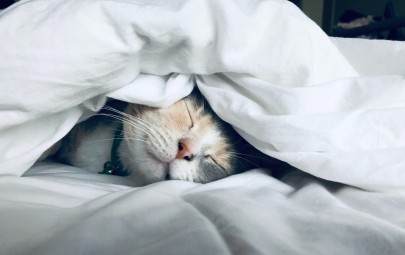 Cat hiding and resting