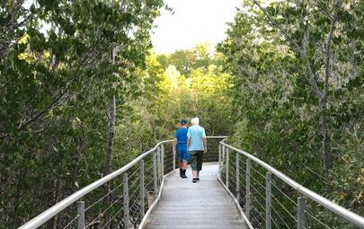 Mangrove Boardwalk