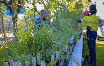 City of Darwin’s popular native plant giveaway returns on Saturday 12 April at Jingilli Watergardens