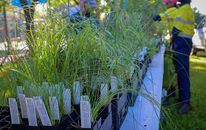 Over 2000 native plants will be available for Darwin residents when City of Darwin’s popular native plant giveaway visits Anula Oval on Saturday 10 May 2025