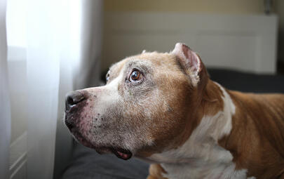 scared dog looking out window