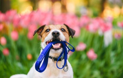 Smiling dog with lead in mouth.