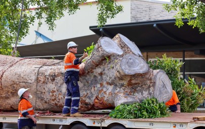 tree removal