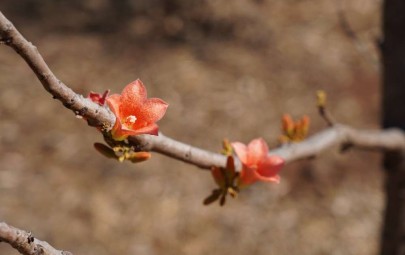 City of Darwin - News article - Darwin’s Floral Emblem Rediscovered