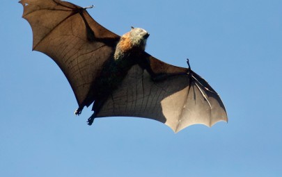City of Darwin - News article - Get Batty about Bats