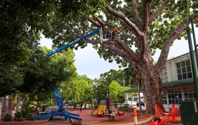 City of Darwin - News article - Nightcliff Village Tree Removal
