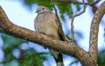 City of Darwin - News article - East Point Bird Watching Walk