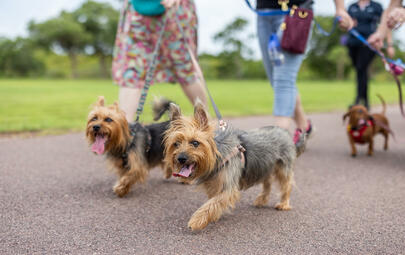 Dogs on a walk