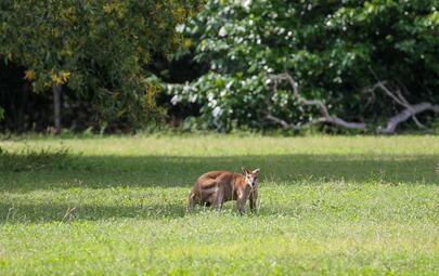 Kangaroo at East Point 