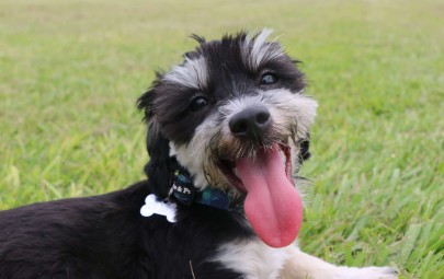 Dog with tag