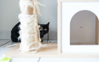 Black cat hiding