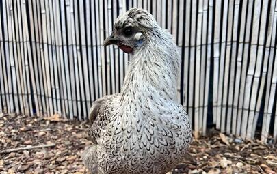 chick